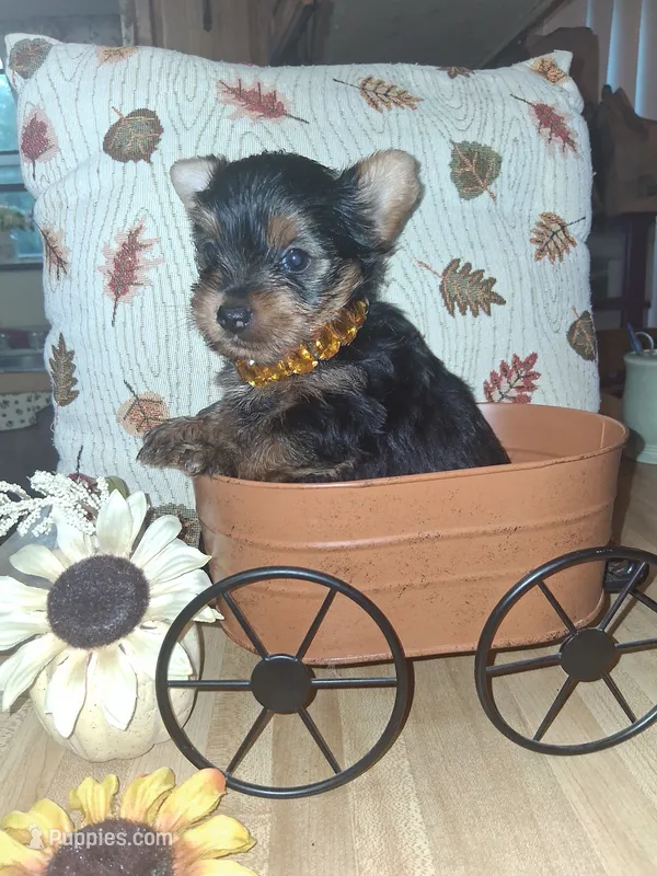 Akc male 2 – Yorkshire Terrier puppy for sale in Black River, NY