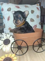 Akc male 2, a male Yorkshire Terrier for sale in Black River, NY – 1 of 2