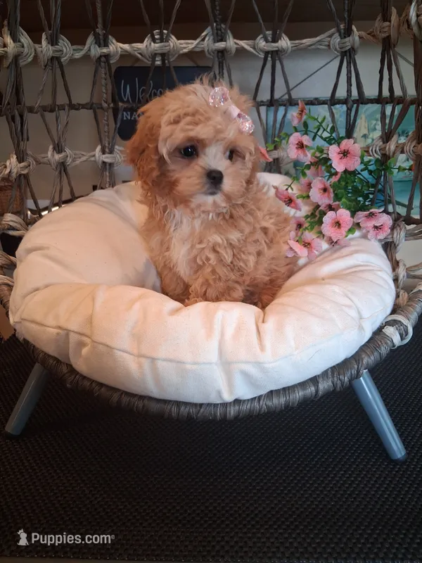 Tica – Cavapoo puppy for sale in Black River, NY
