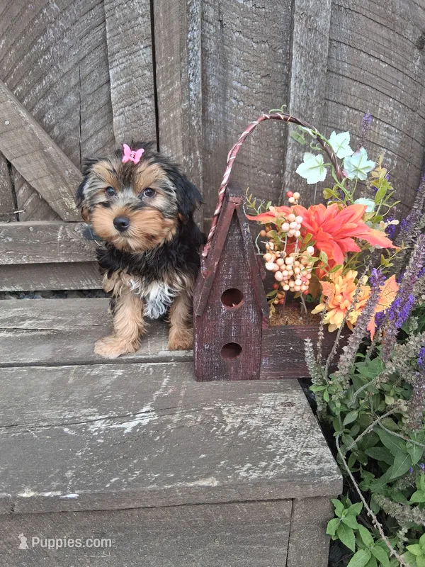 Maura – Morkie puppy for sale in Black River, NY