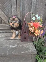 Maura, a female Morkie for sale in Black River, NY – 1 of 2