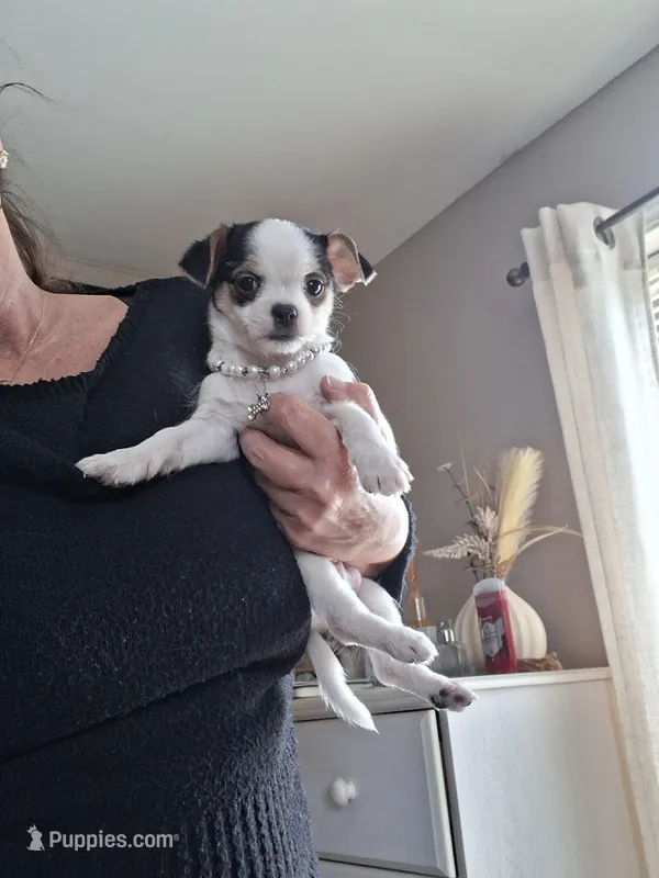 Tino – Chihuahua puppy for sale in Black River, NY