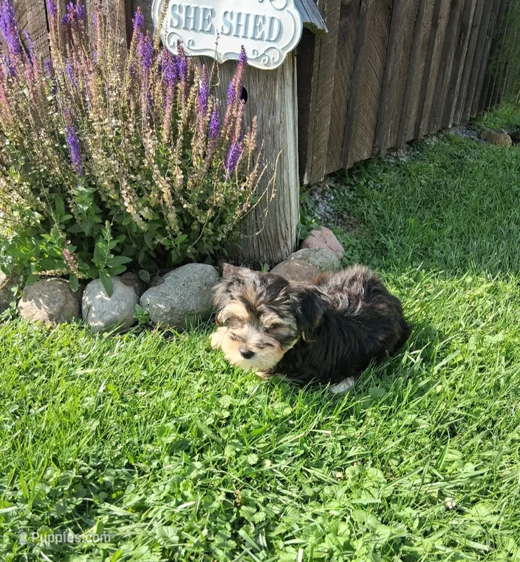 Teddy – Morkie puppy for sale in Black River, NY