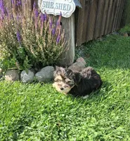 Teddy, a male Morkie for sale in Black River, NY – 1 of 1