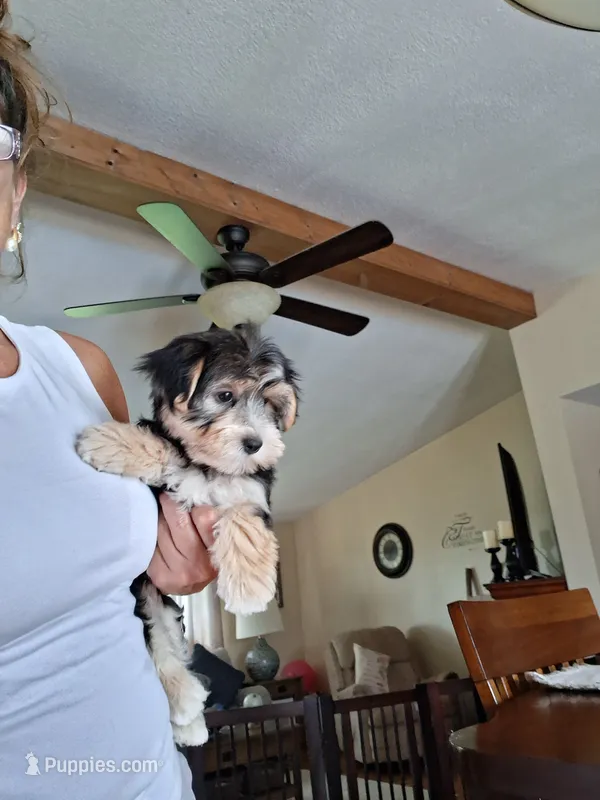 Toby – Morkie puppy for sale in Black River, NY