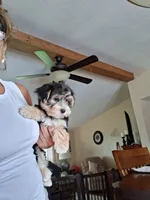 Toby, a male Morkie for sale in Black River, NY – 1 of 1