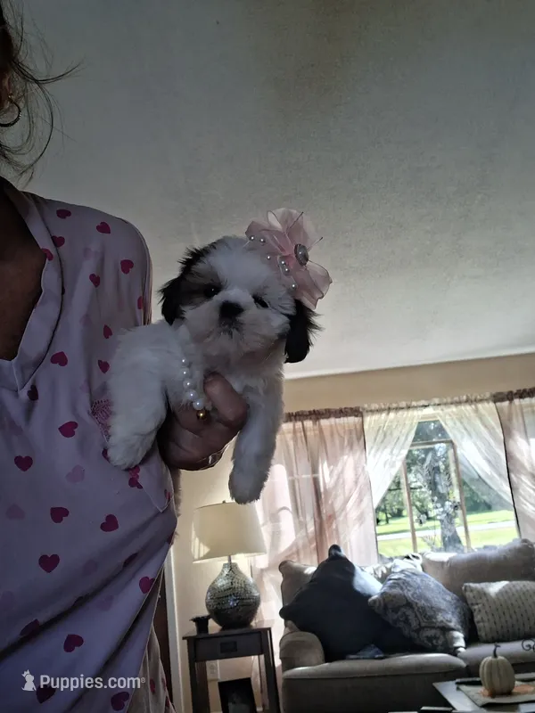 Glory imperial  – Shih Tzu puppy for sale in Black River, NY