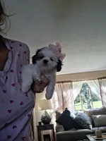 Glory imperial , a female Shih Tzu for sale in Black River, NY – 1 of 2