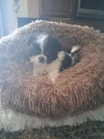 Tico, a male Shih Tzu for sale in Black River, NY – Photo 2 of 3