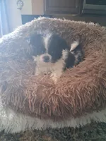 Tico, a male Shih Tzu for sale in Black River, NY – Photo 1 of 3