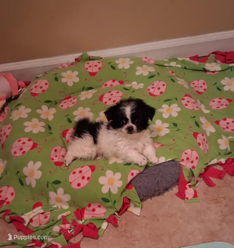 Tico – Shih Tzu puppy for sale in Black River, NY