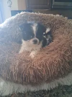 Tico, a male Shih Tzu for sale in Black River, NY – Photo 3 of 3