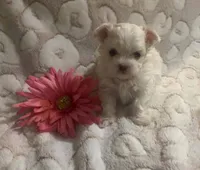 Teacup tina, a female Maltese for sale in Black River, NY – 2 of 2