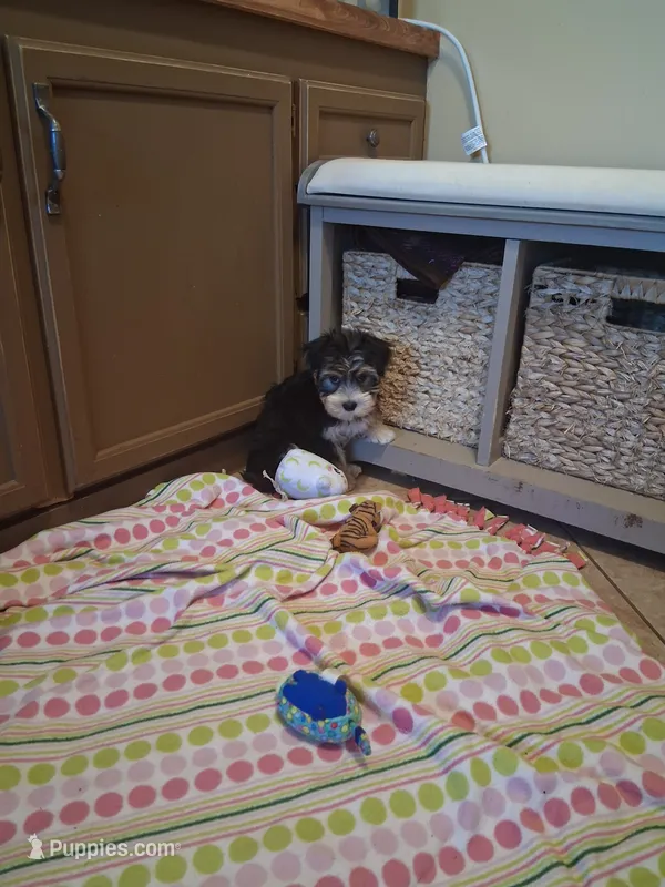 Teddy – Morkie puppy for sale in Black River, NY