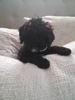Maura, a female Cavapoo for sale in Black River, NY – 1 of 1