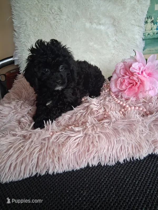 Maura – Cavapoo puppy for sale in Black River, NY