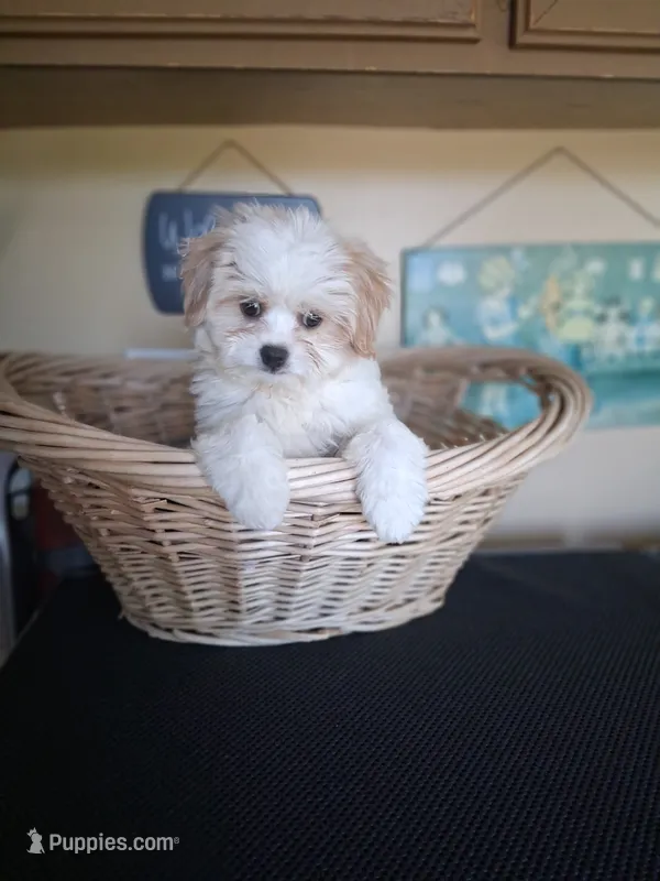 Toby – Bichpoo puppy for sale in Black River, NY