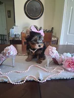 Mia, a female Yorkshire Terrier for sale in Black River, NY – 1 of 1