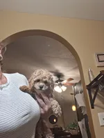 Milo, a male Cavapoo for sale in Black River, NY – 2 of 2