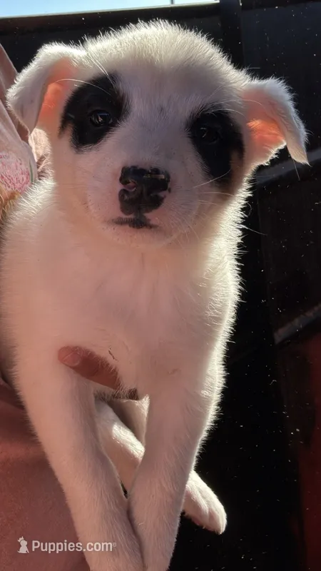 Troy  – Australian Cattle Dog puppy for sale in Philip, SD