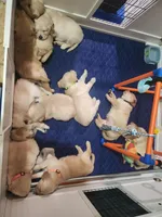 Purple Female, a female Golden Retriever and English Cream Golden Retriever for sale in Caldwell, ID – Photo 2 of 2