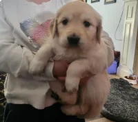 Purple Female, a female Golden Retriever and English Cream Golden Retriever for sale in Caldwell, ID – Photo 1 of 2