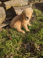 Orange , a male Golden Retriever for sale in Canon, GA – Photo 2 of 5
