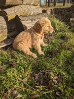 Orange , a male Golden Retriever for sale in Canon, GA – Photo 3 of 5