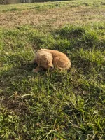 Orange , a male Golden Retriever for sale in Canon, GA – Photo 4 of 5