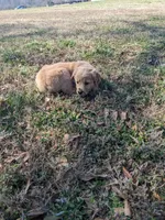 Blue, a female Golden Retriever for sale in Canon, GA – Photo 4 of 6