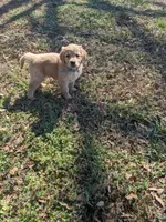 Blue, a female Golden Retriever for sale in Canon, GA – Photo 5 of 6