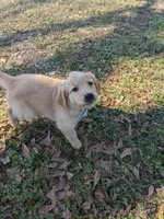 Blue, a female Golden Retriever for sale in Canon, GA – Photo 1 of 6