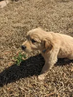 Blue, a female Golden Retriever for sale in Canon, GA – Photo 3 of 6