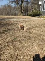 Blue, a female Golden Retriever for sale in Canon, GA – Photo 6 of 6