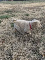 Red, a male Golden Retriever for sale in Canon, GA – Photo 6 of 7