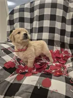 Red, a male Golden Retriever for sale in Canon, GA – Photo 2 of 7