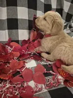 Red, a male Golden Retriever for sale in Canon, GA – Photo 4 of 7