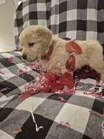 Red, a male Golden Retriever for sale in Canon, GA – Photo 1 of 7