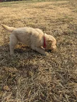 Red, a male Golden Retriever for sale in Canon, GA – Photo 7 of 7