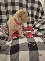 Red, a male Golden Retriever for sale in Canon, GA – Photo 3 of 7