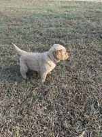 Pink, a female Golden Retriever for sale in Canon, GA – Photo 4 of 4