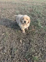 Pink, a female Golden Retriever for sale in Canon, GA – Photo 1 of 4