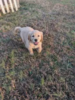 White, a female Golden Retriever for sale in Canon, GA – Photo 7 of 9
