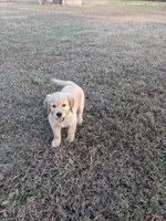 White, a female Golden Retriever for sale in Canon, GA – Photo 9 of 9