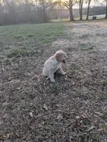White, a female Golden Retriever for sale in Canon, GA – Photo 5 of 9