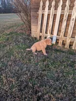 White, a female Golden Retriever for sale in Canon, GA – Photo 3 of 9
