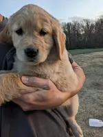 White, a female Golden Retriever for sale in Canon, GA – Photo 1 of 9