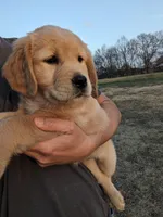 White, a female Golden Retriever for sale in Canon, GA – Photo 2 of 9