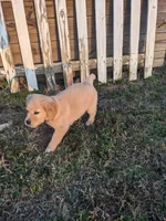 White, a female Golden Retriever for sale in Canon, GA – Photo 4 of 9