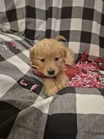 Yellow , a female Golden Retriever for sale in Canon, GA – Photo 3 of 5